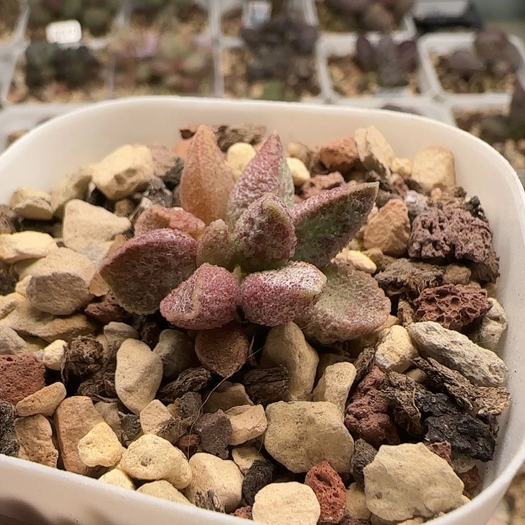 劉****七彩仙女水泡多肉植物