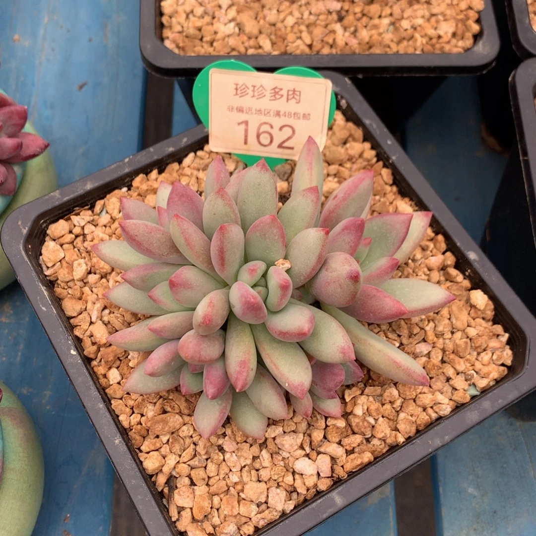 赫本群生无砍平头162