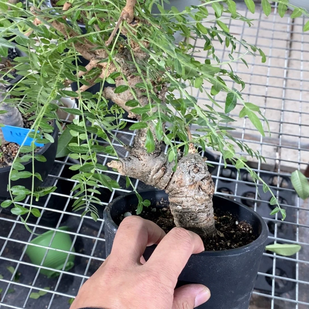 产地尼嘞达乳香一个