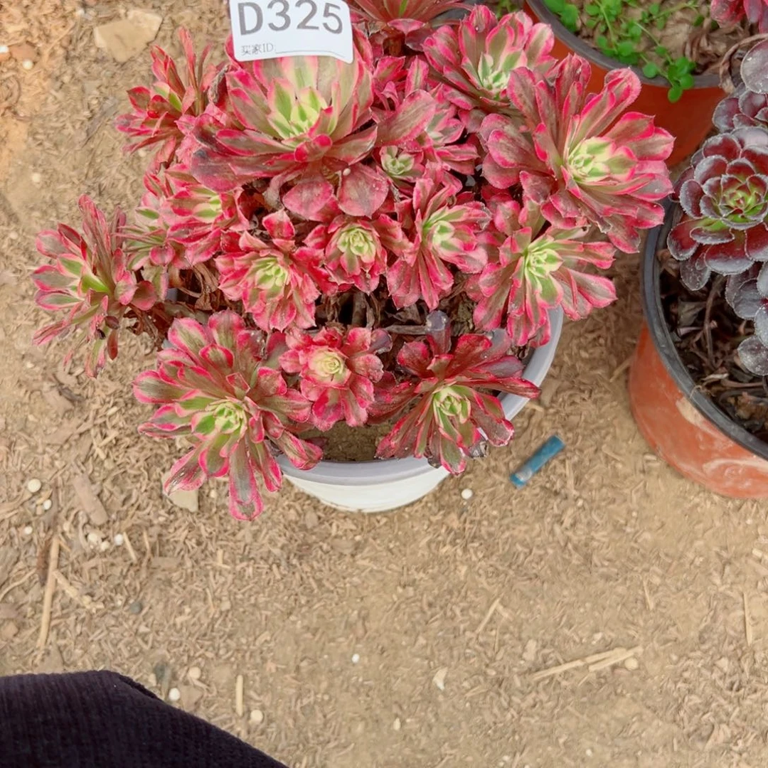 爱***峰325红铜白多肉植物