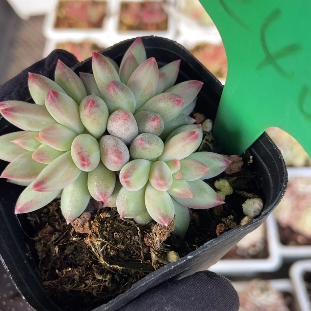 240虞美人多肉植物保护