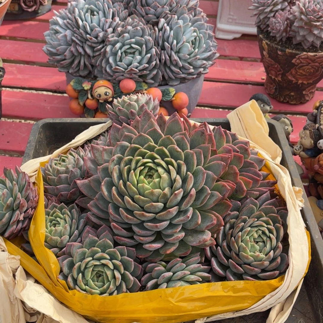 手***前卡杂美人带盆11111111