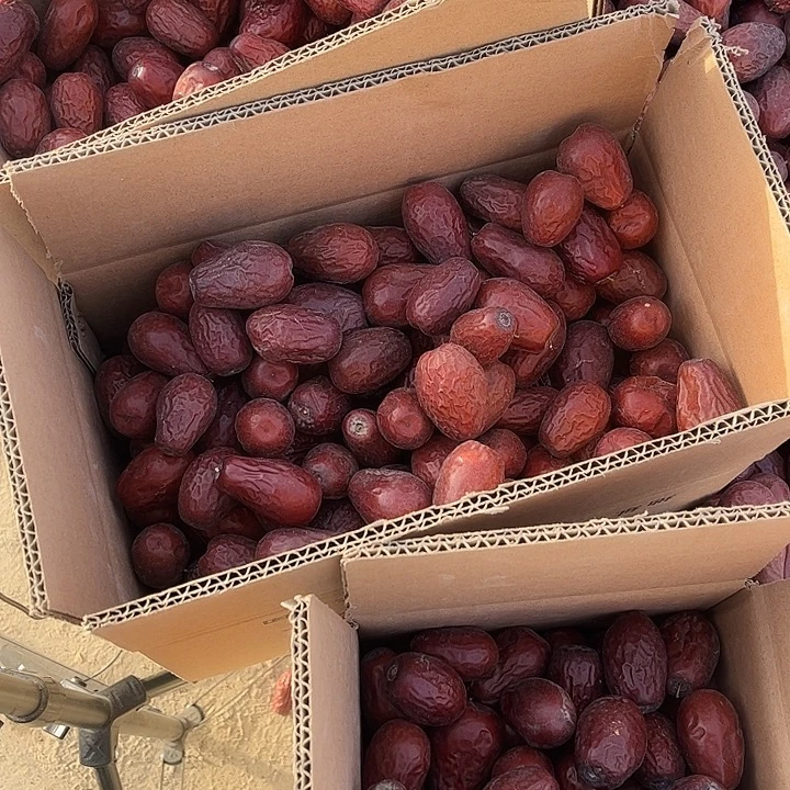 中卫黄河滩枣新疆和田大枣