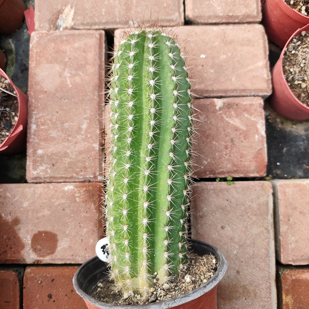 菠萝蜜 毛花柱仙人球