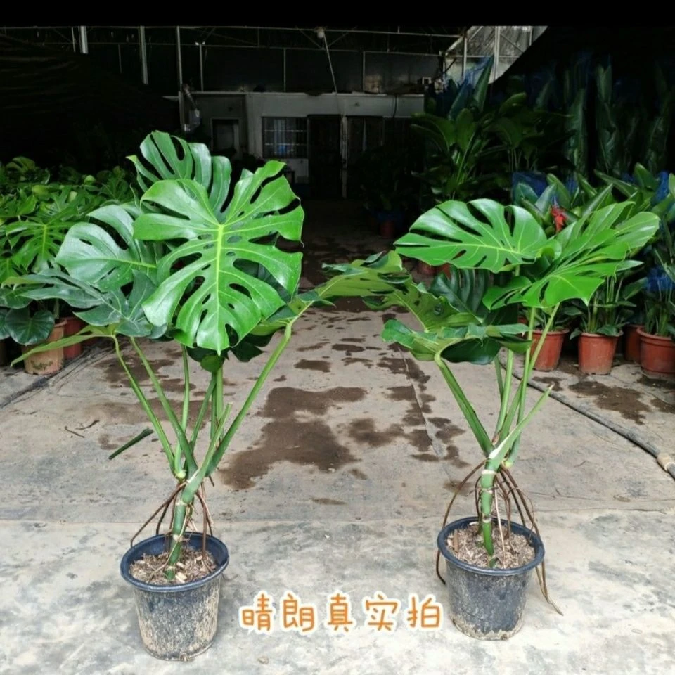 老桩龟背竹盆栽室内好养客厅吸甲醛大型绿植花卉水培植物大叶开背