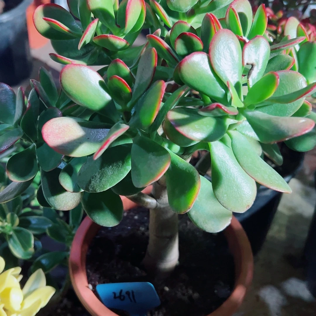 稀有黄金花月带土球发货2691