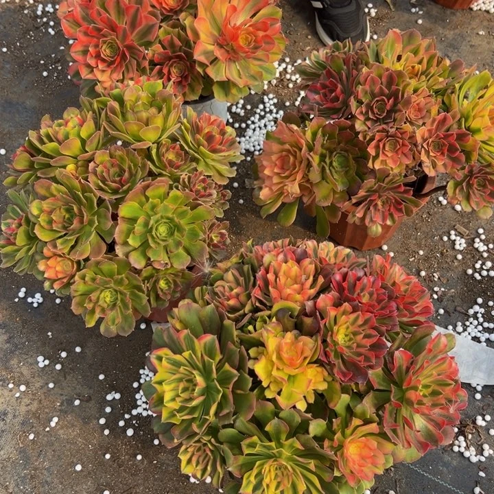 38.8洛神一棵包邮