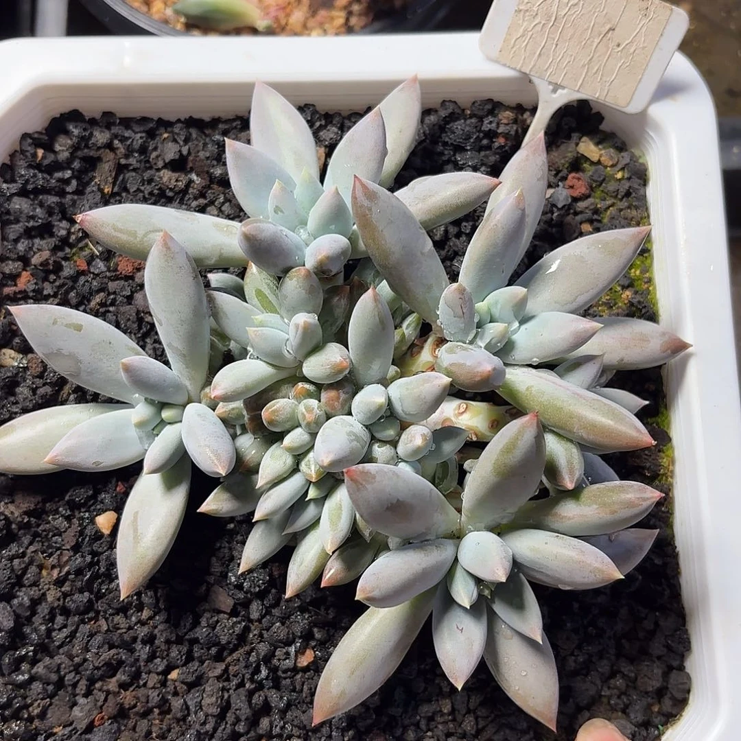 彩胖体哥特萝莉123456789101112