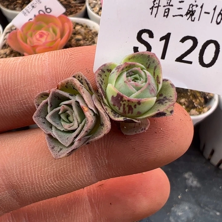 三碗120 玫瑰不知名