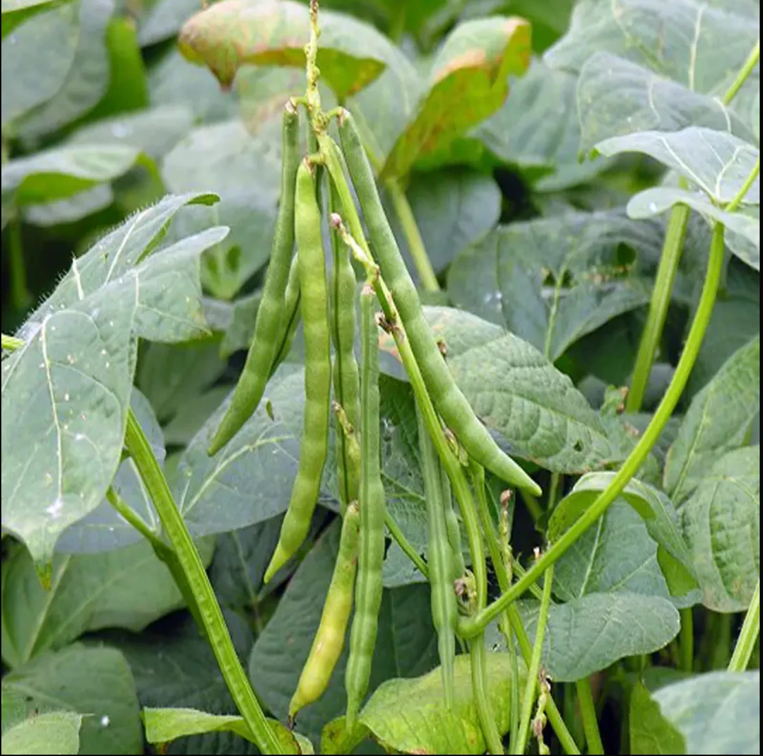 【小舒收山货】云南高原山货 豆类  贡米