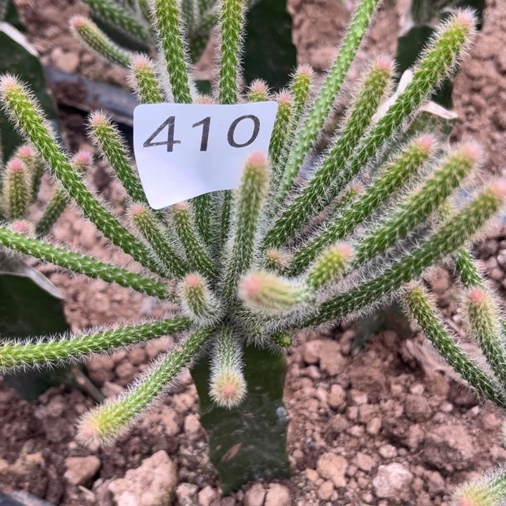 小***龙垂吊鼠尾紫色^_^410