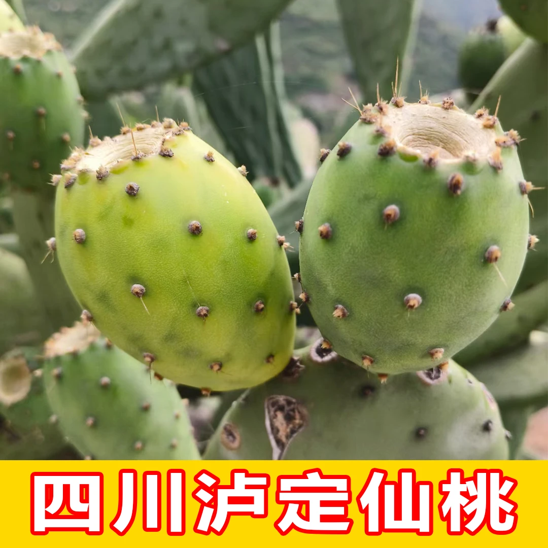 四川泸定仙人掌果仙桃大山食用果肉实当季新鲜水果稀奇绿白芯