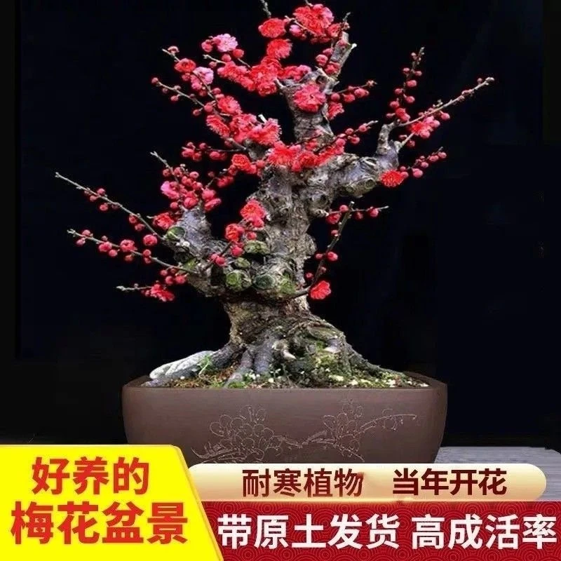 （一物一拍）原生正品梅花老桩红梅绿梅盆栽地栽耐寒别墅庭院