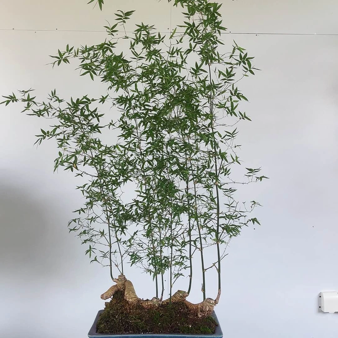 无花朵连体桩小叶簕竹