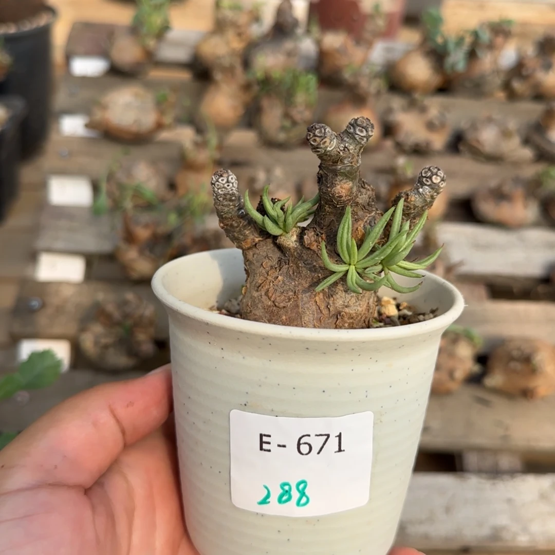 671白象奇峰锦块根植物
