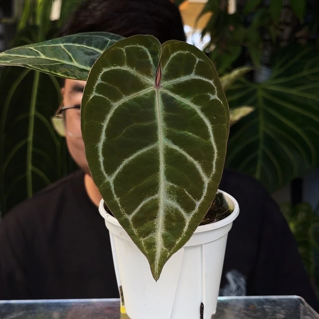 不开花植物D185粉脉黑水晶