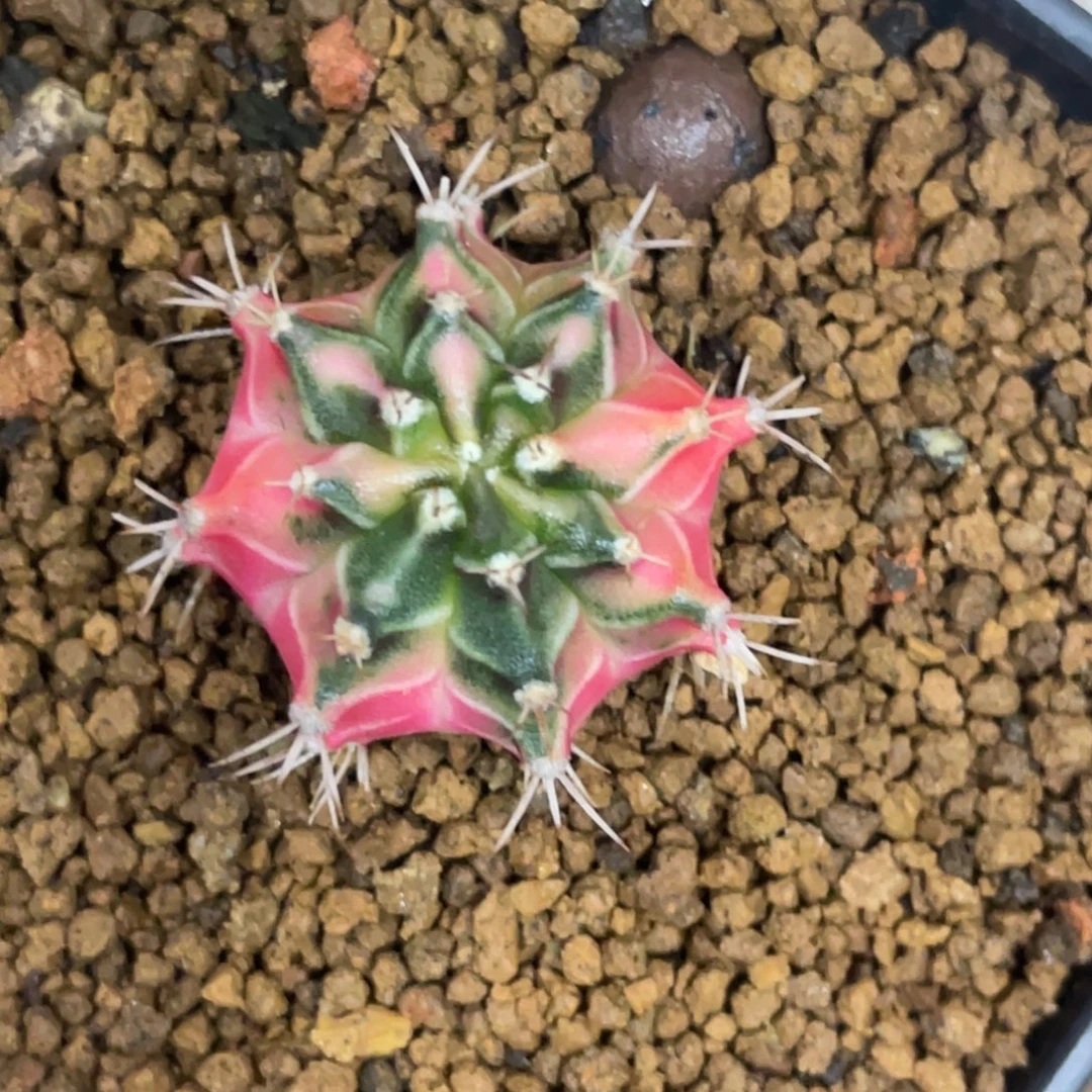 当前无花朵，栽培后可花朵粉白臀米哈