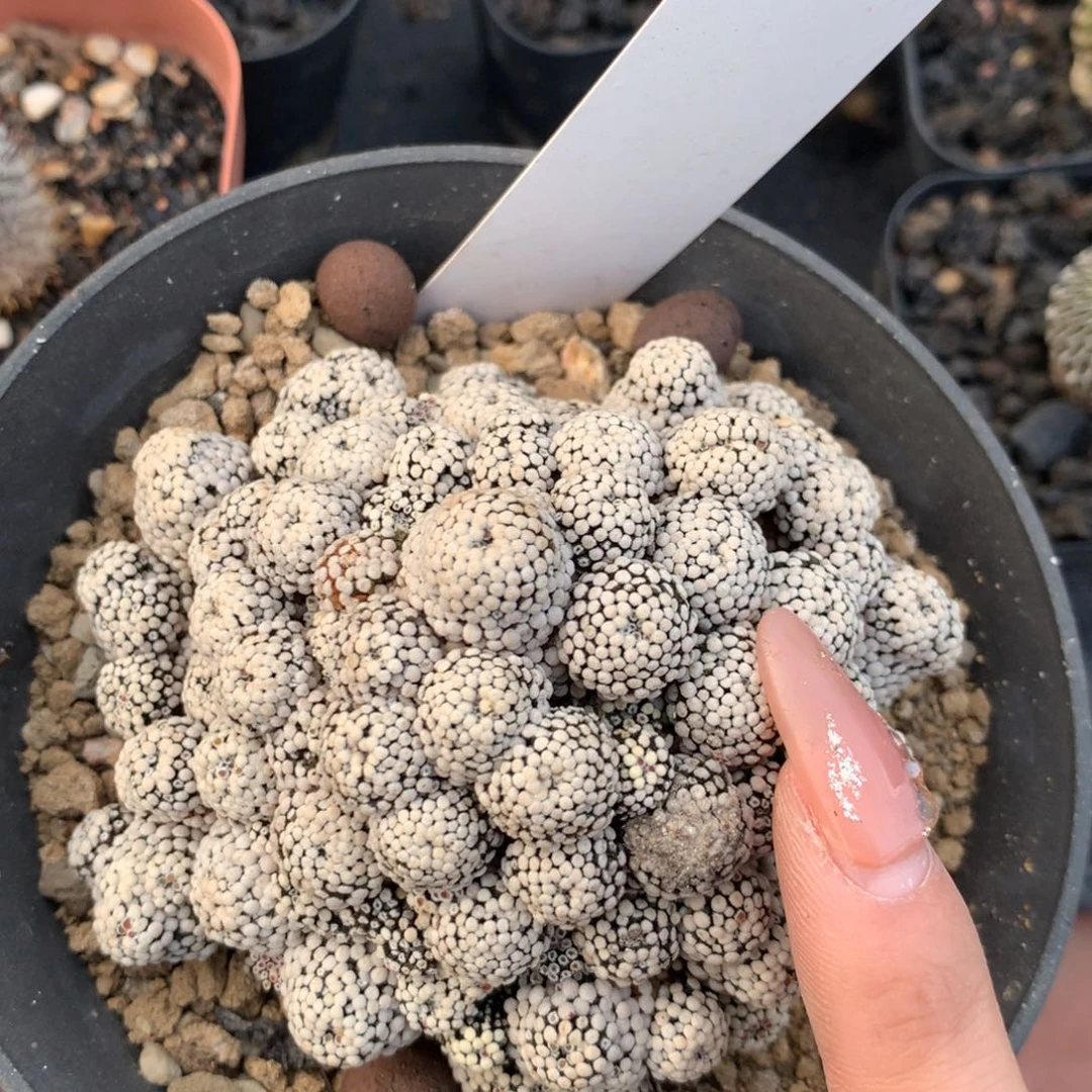 仙人球仙人球仙人球仙人球