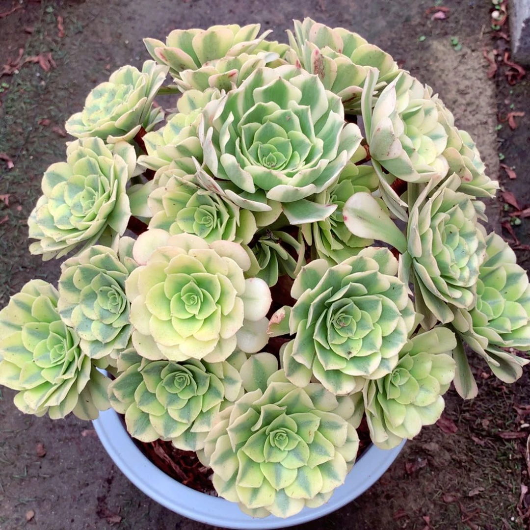 绿豆沙老桩，多肉植物