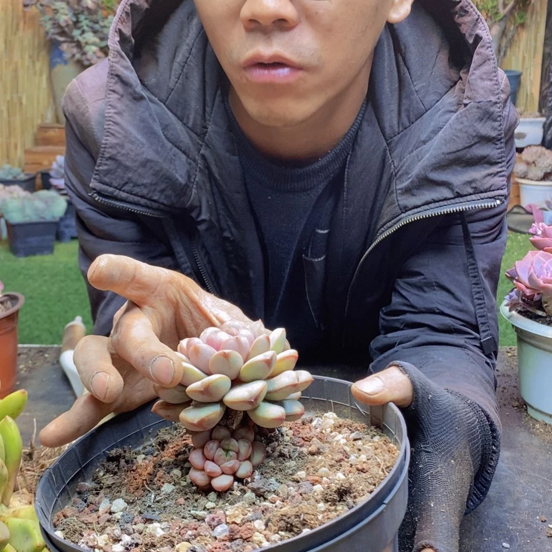 N****dH312号葡萄多肉