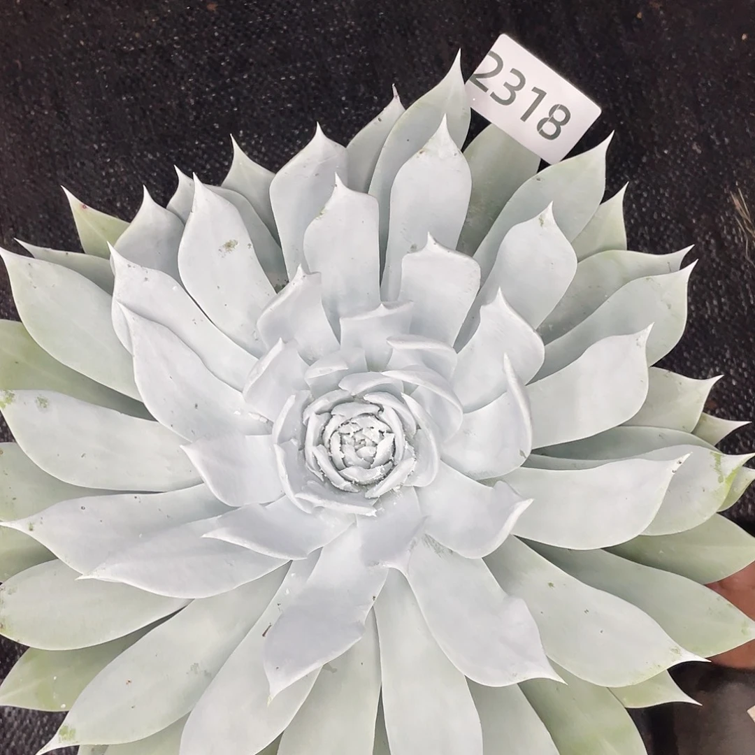 雪山单头仙女杯2318