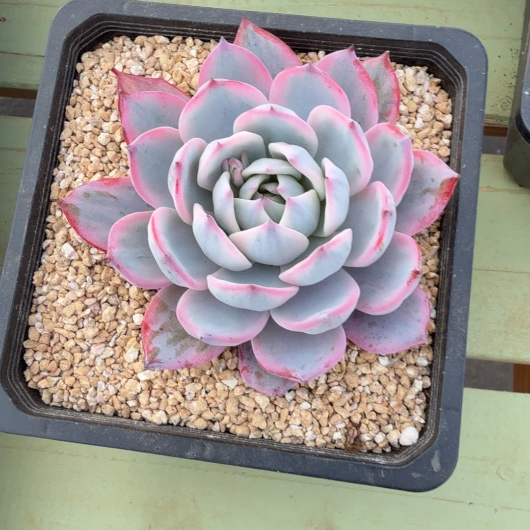 ****转劳伦斯锦锦上园艺一物一拍