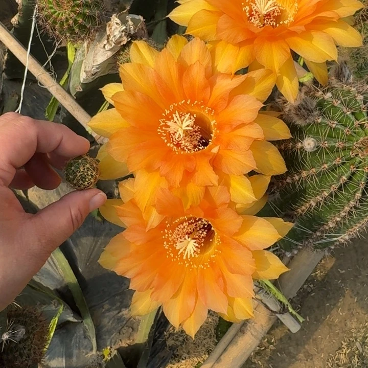 260彩草88歪无根侧牙4公分左右