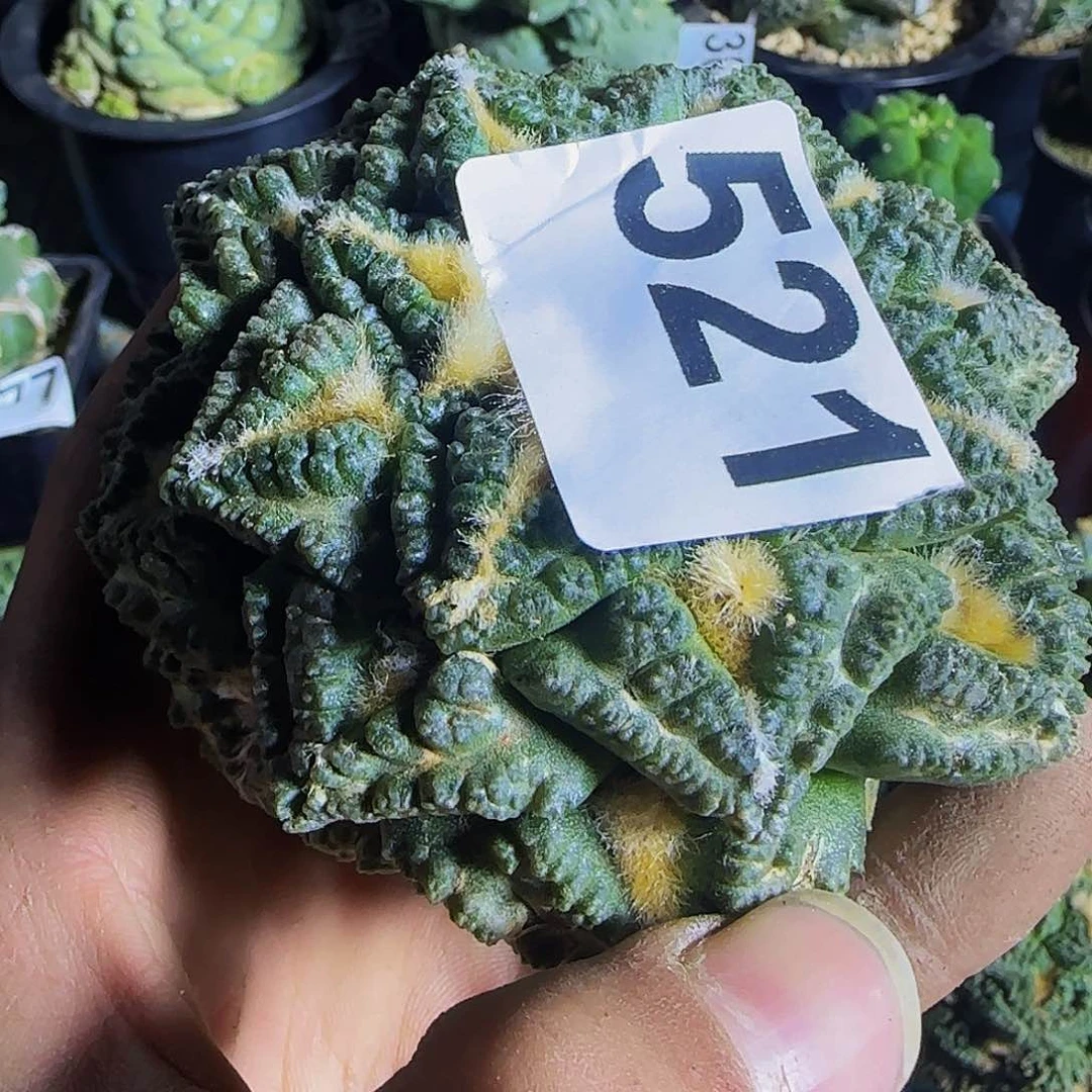 渐***想志贺521仙人球开花