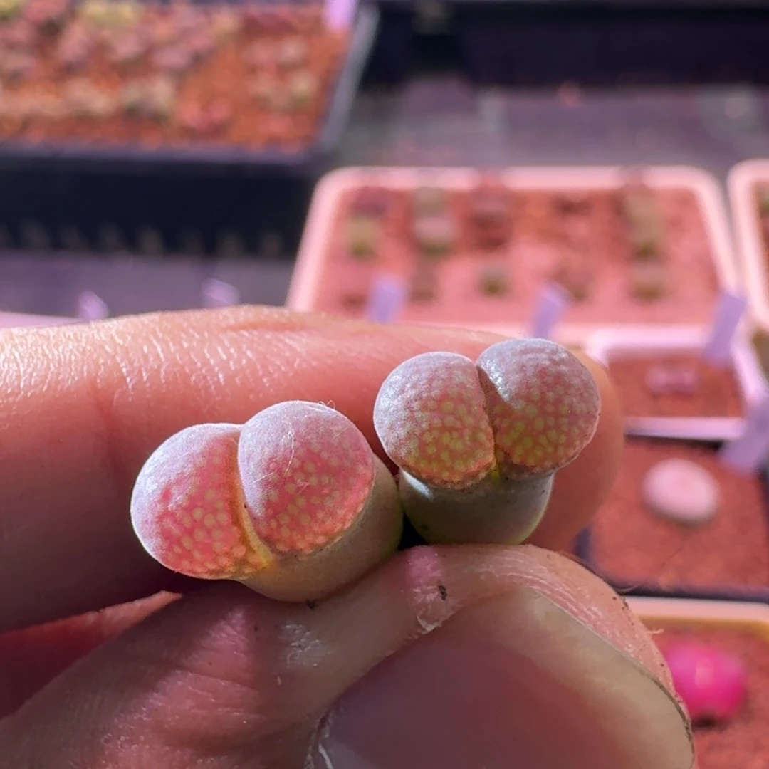 h****k云缦精品番杏2.61