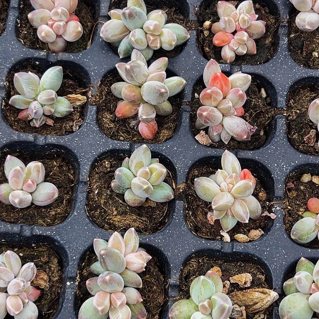 桔云多肉美人精品系列