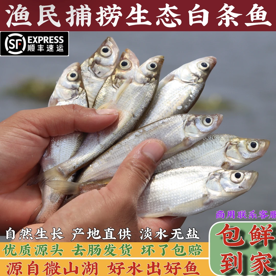 微山湖野生小白条鱼餐条鱼刁子生态鱼淡水河鱼翘嘴鱼新鲜活鱼现杀
