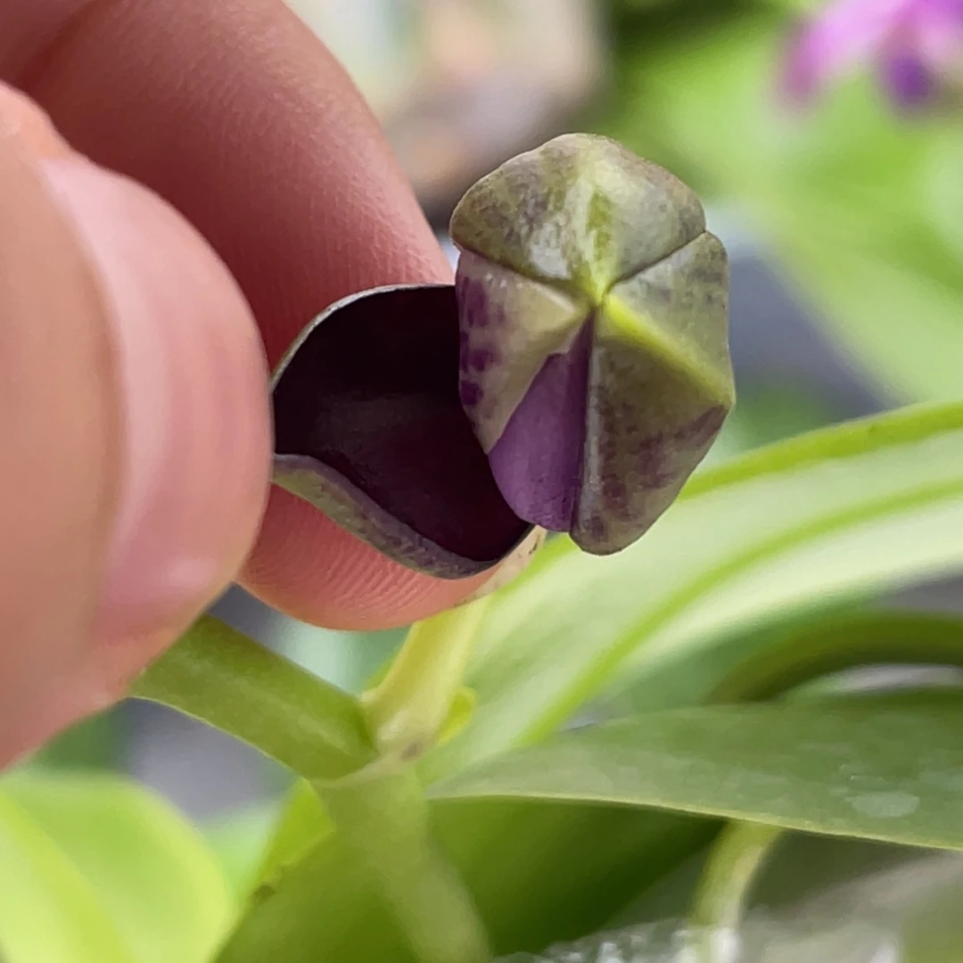 当前无花栽培后可以开花