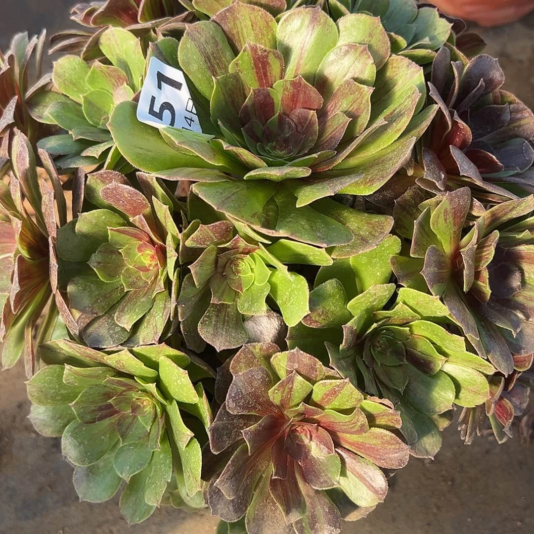 12.4-51花月夜多肉植物1