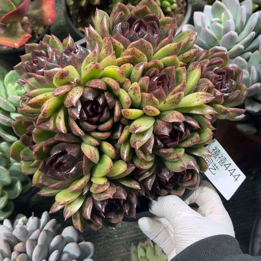 444♠️A多肉植物……