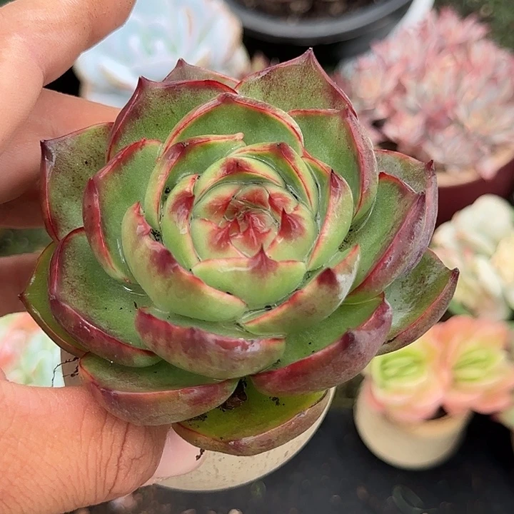 惊鸿一物一拍包装收缩花旱