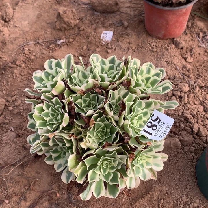581白凤绣球4号棚