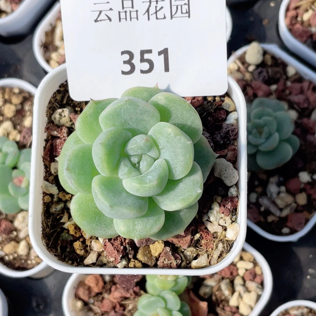 喵***唔351号糖心冰心珍妮