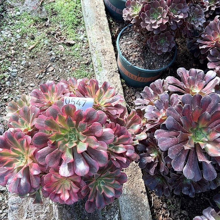 0547美杜莎多肉植物