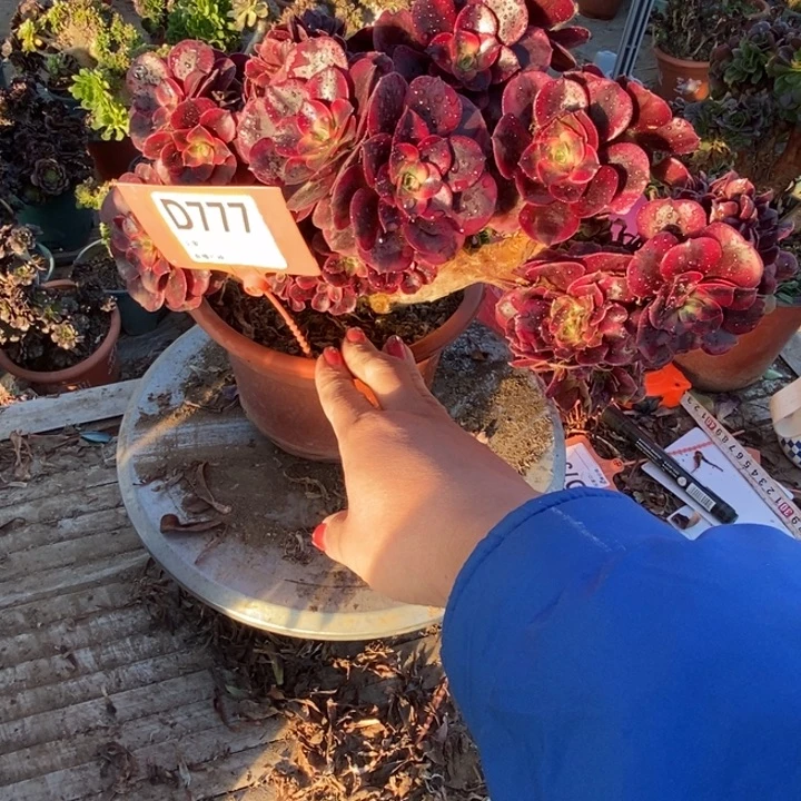 a***eD777美杜莎老庄老庄