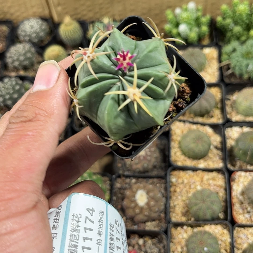 拾***叁111171一物一拍单头发货