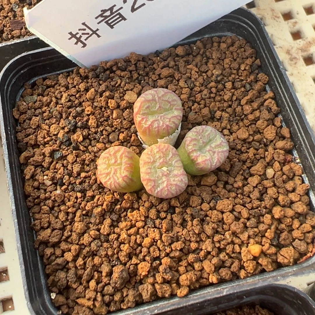 ?***⭐20-172送奶工杂多肉