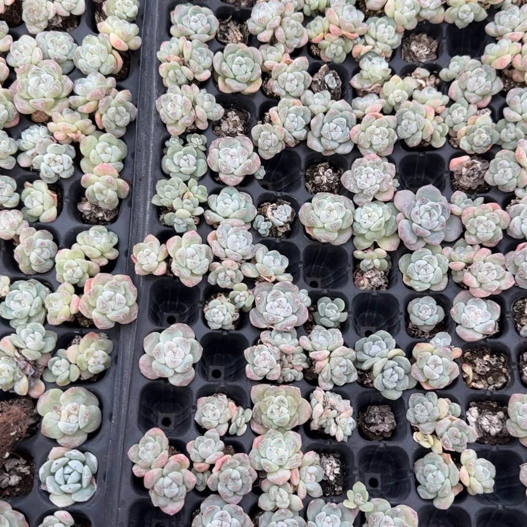 翡翠冰玉100个满20包邮