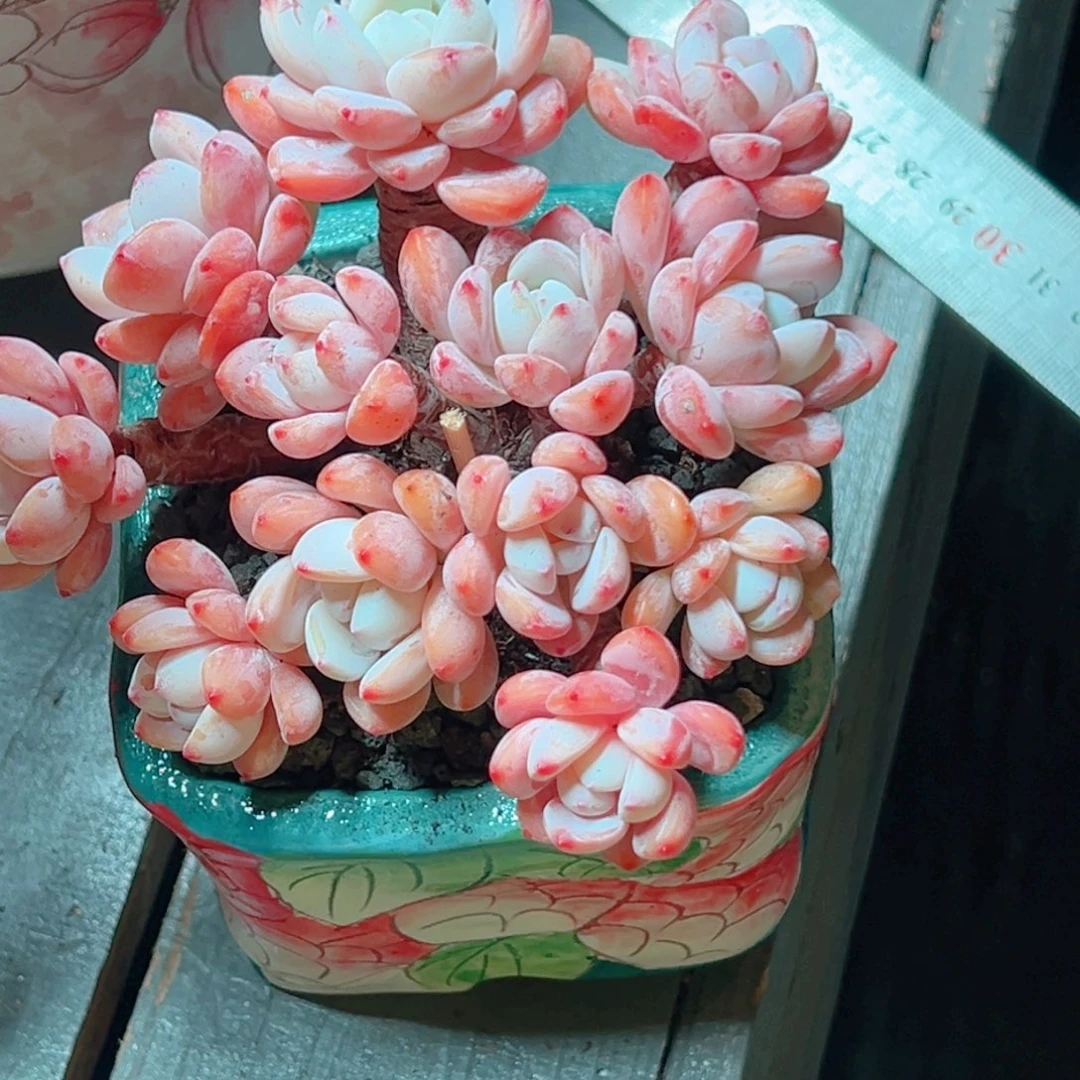 精控老桩冷香多肉