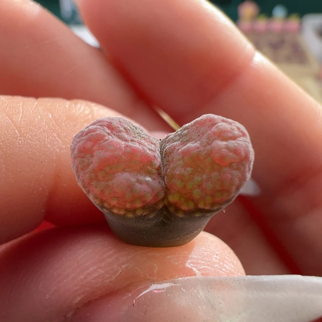 H***.w7.6/1859。优选草莓糖霜3.5年。