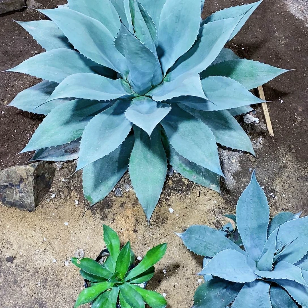 7*鲸鱼舌一颗1111111