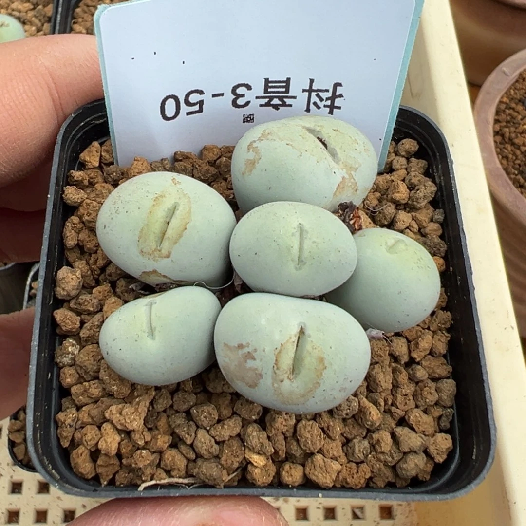 波*3-50肉锥多肉植物