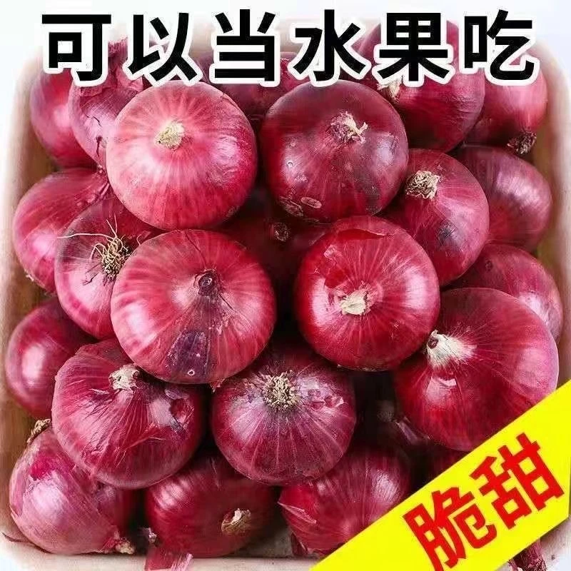 【水果小洋葱】甘肃2025年新鲜现挖紫皮洋葱可生吃凉拌的水果洋葱