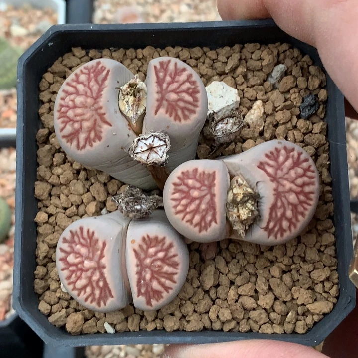 精品多肉植物精品多肉