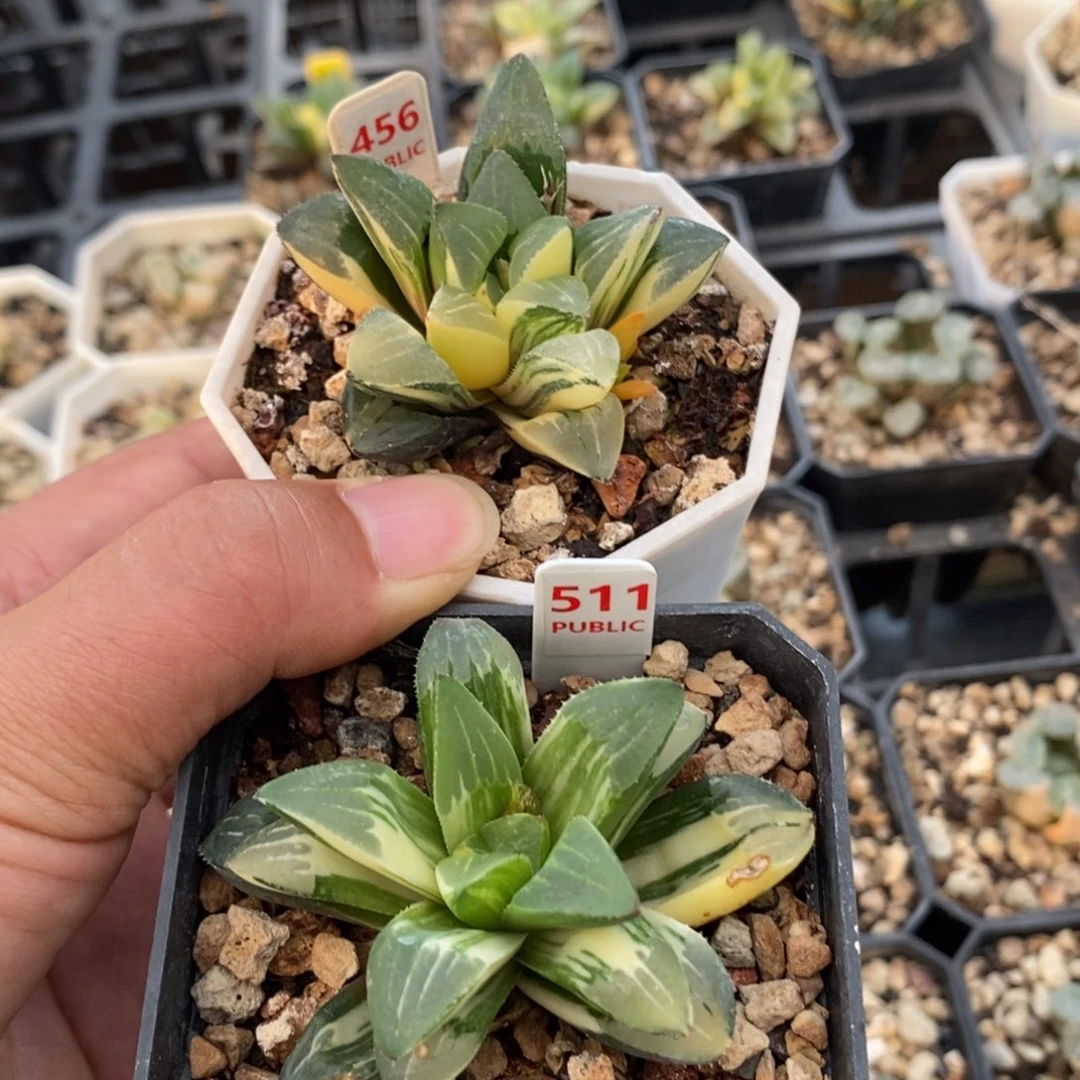 456姬寿锦两颗一物一拍
