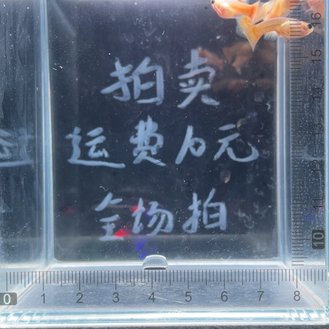 孔雀鱼黄金玻璃猫亚成鱼两对